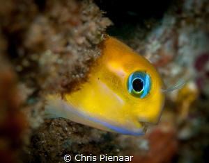 Golden Blennie, a beautiful little fish. by Chris Pienaar 